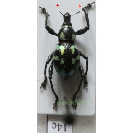 Metapocyrtus lindabonus W.Schultze, 1922 female Philippines14c